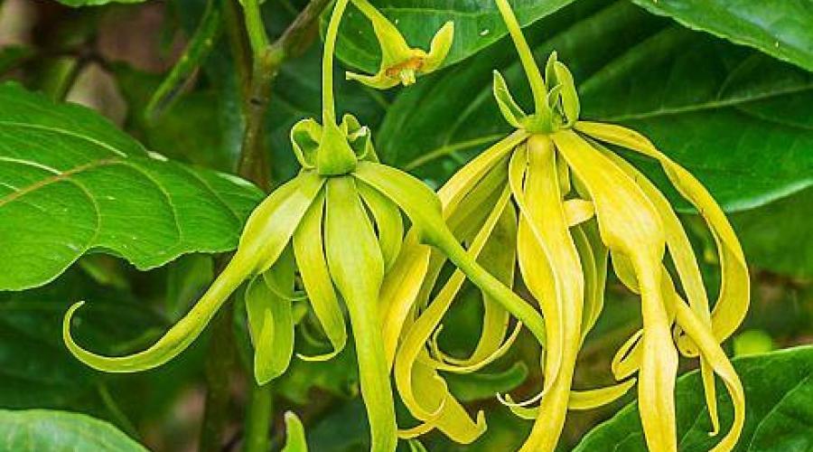 Fleur-d-Ylang-Ylang