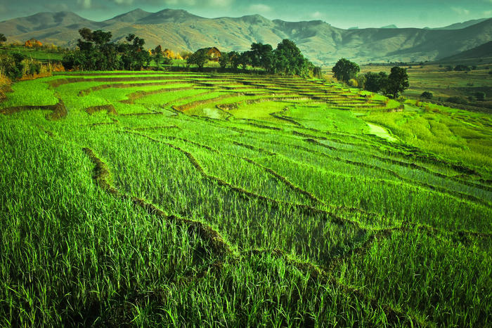 Rice field in Madagascar